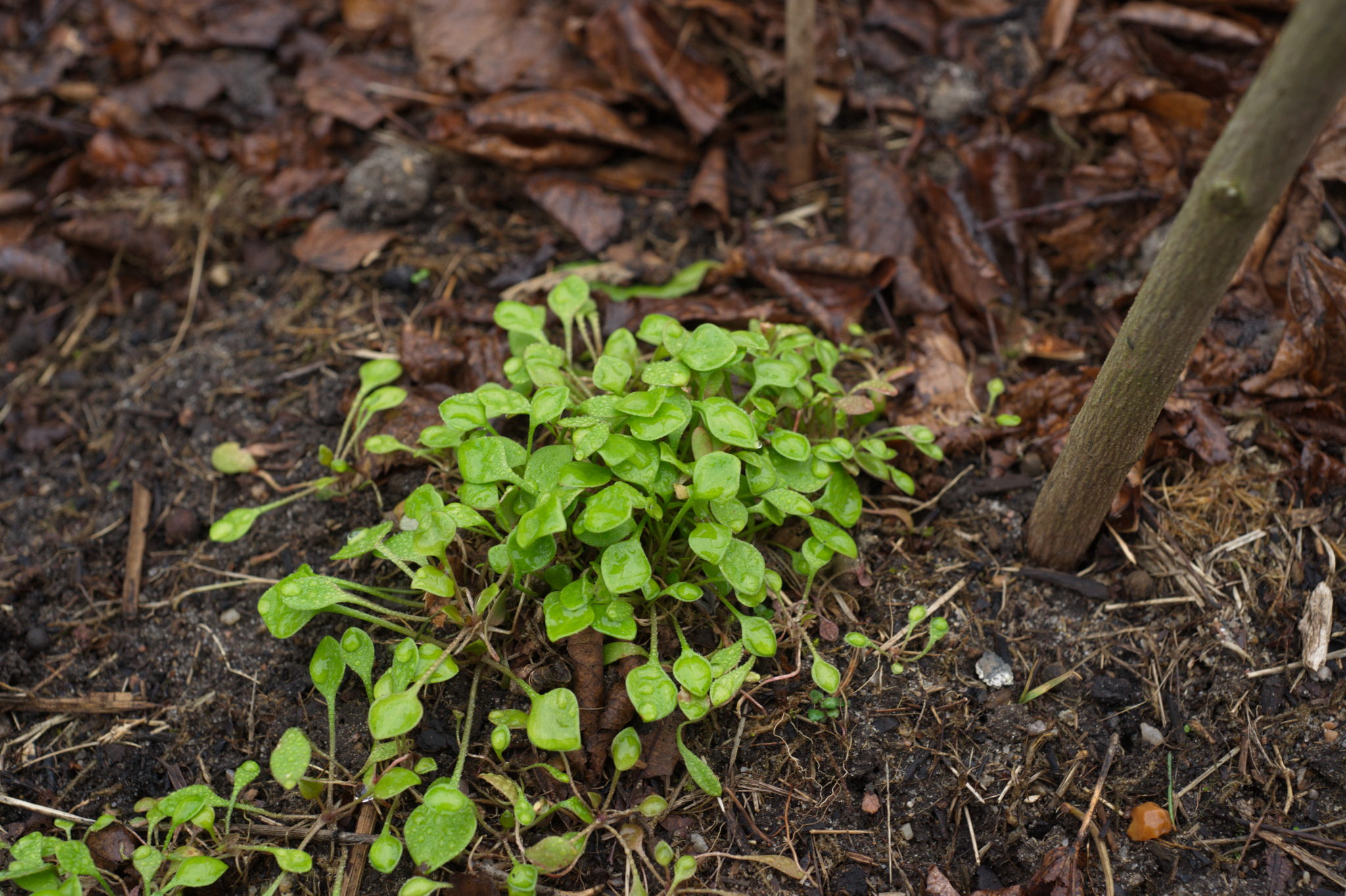 20210228  Gruen(t)raumHeimfeld 003